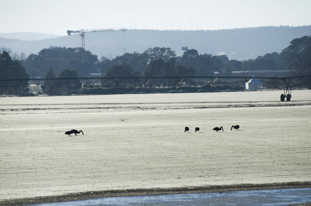 Swans pick through the frost at Canturf in Fyshwick on Canberra's coldest August morning in 20 years. Photo: Rohan Thomson