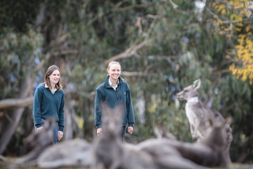 ACT government ecologists Claire Wimpenny and Melissa Snape with some of the kangaroos in Yarralumla that have been the subject of fertility control studies.  Photo: Sitthixay Ditthavong
