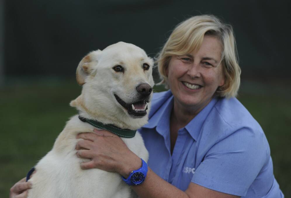 Director of Animal Welfare, Jane Gregor, with three-year-old Labrador cross, "George" at the RSPCA shelter at Weston. Photo: Graham Tidy