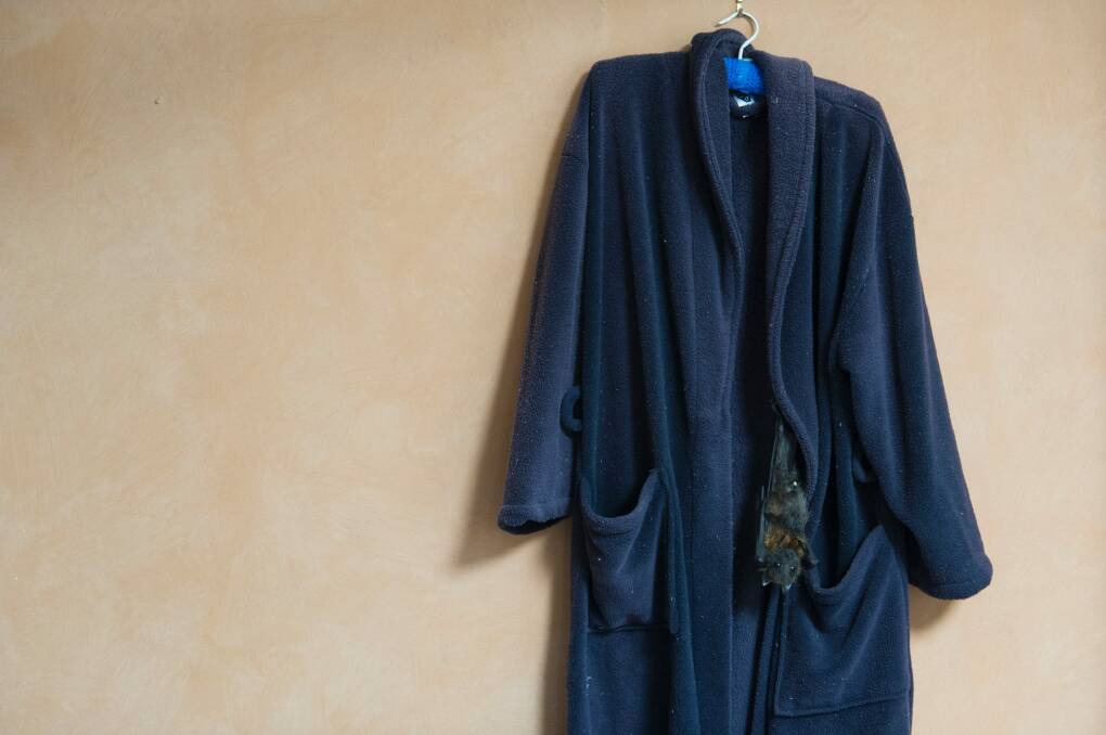 The flying fox loves hanging on his carer's dressing gown. Photo: Jay Cronan