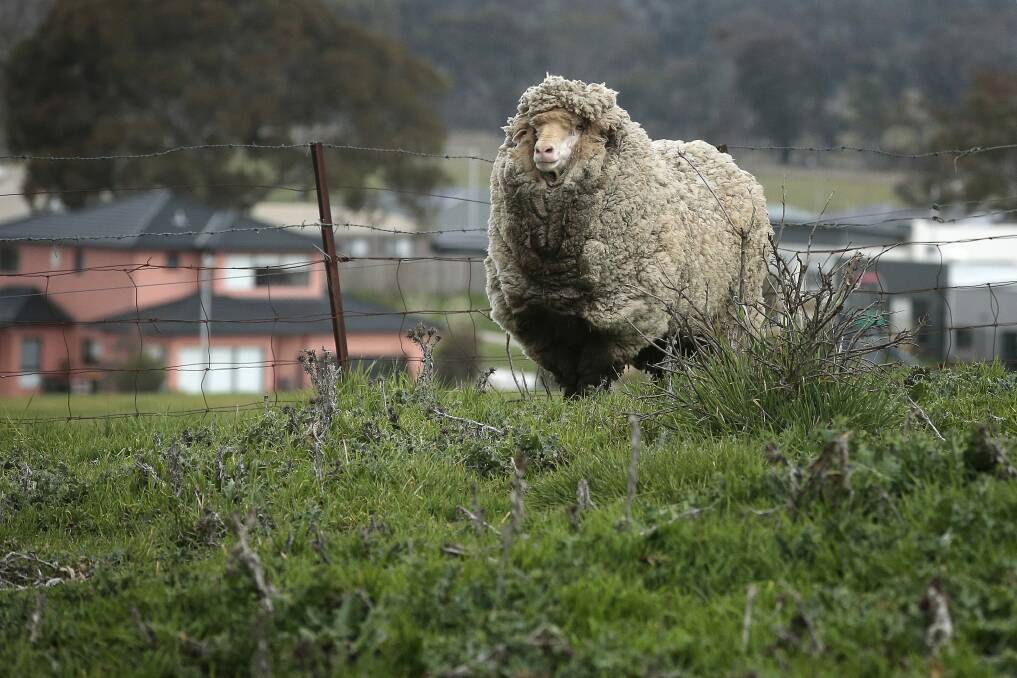 "Shaun", a fine wool merino wether found in a paddock near Wells Station Road is believed to have missed a shear for at least two or three years.   Photo: Jeffrey Chan