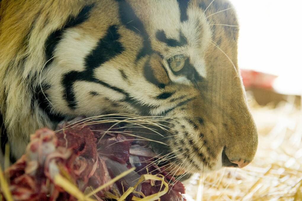 Bakkar the tiger was 21 years old.  Photo: Jay Cronan