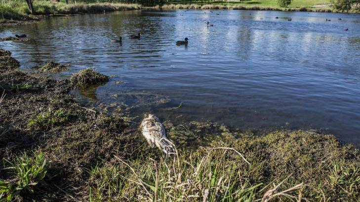 COD DEATHS: Dozens of Murray Cod have been lost in Yerrabi Pond at Gungahlin. Photo: Jamila Toderas