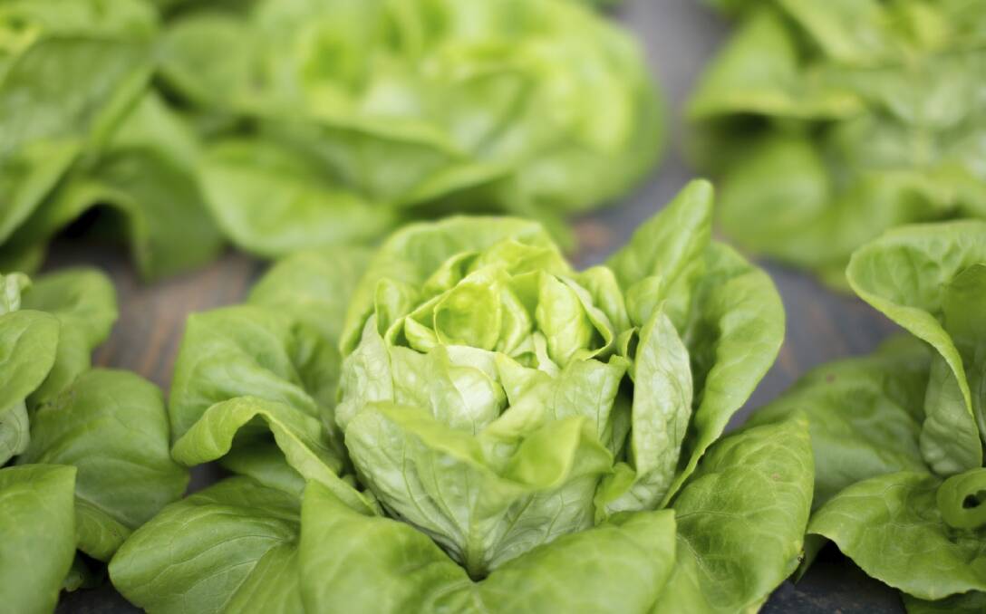 A packet of lettuce seed costs about the same as a lettuce. Photo: Supplied