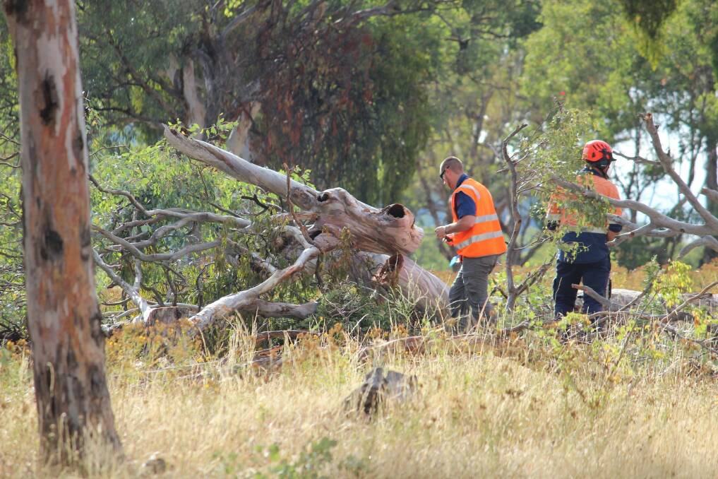 Trees start to be cleared for the Ellerton Drive Extension in Queanbeyan. Photo: Supplied