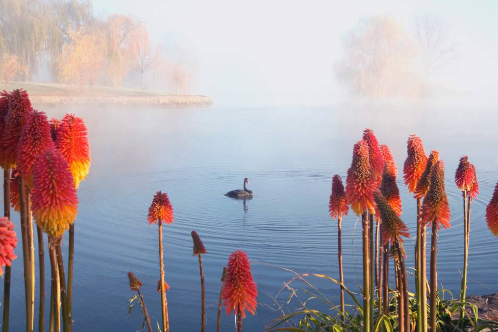 A swan floats on Lake Burley Griffin on a frosty winter morning.  Photo: Phil Staines