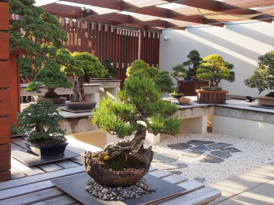 The National Bonsai and Penjing Collection of Australia, at the National Arboretum in Canberra. Photo: Robin Powell