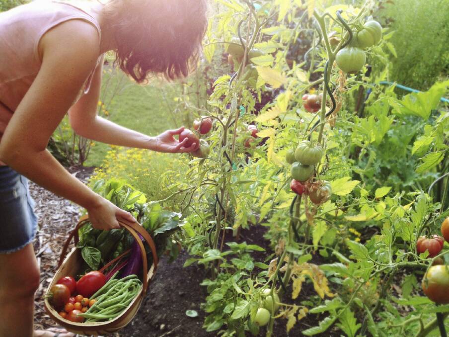 Your guide: Growing tomatoes.