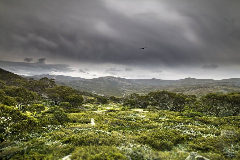 A crow ushers in storm clouds over Charlotte Pass, Kosciuszko National Park.   Photo: Michael Daniel