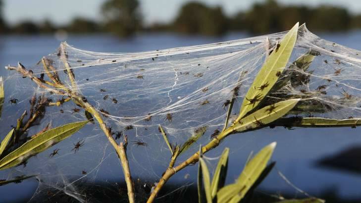 Spring is back ... and so are the spiders. Photo: Daniel Munoz/Reuters