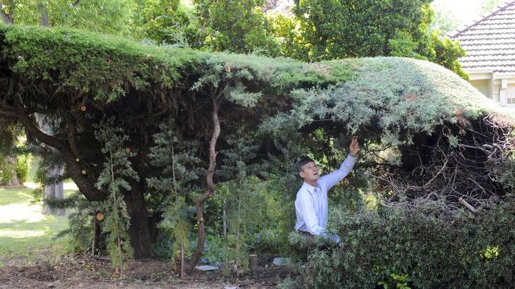 Resident of Stokes Street, Griffith, Kim Chapman, with his vandalised front hedge. Photo: Graham Tidy