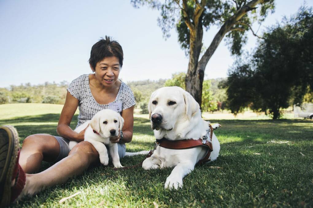 Lindy Hou with her guide dog Comet and eight-week-old puppy, Wanda, in 2016. She will be one of 70 people carrying the baton.  Photo: Rohan Thomson