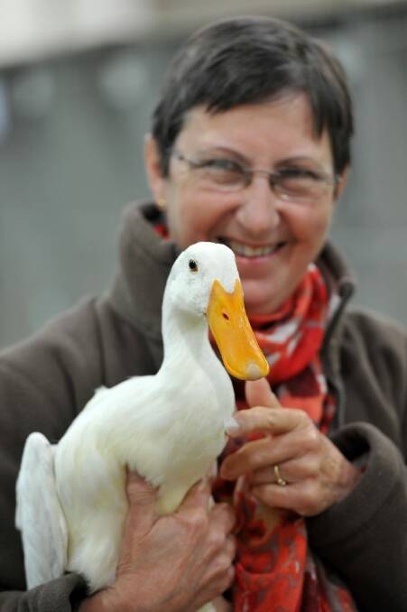 Duck breeder Margaret Day, from Carwoola, with her best-of-breed young white indian runner duck, Cecil. Photo: Graham Tidy