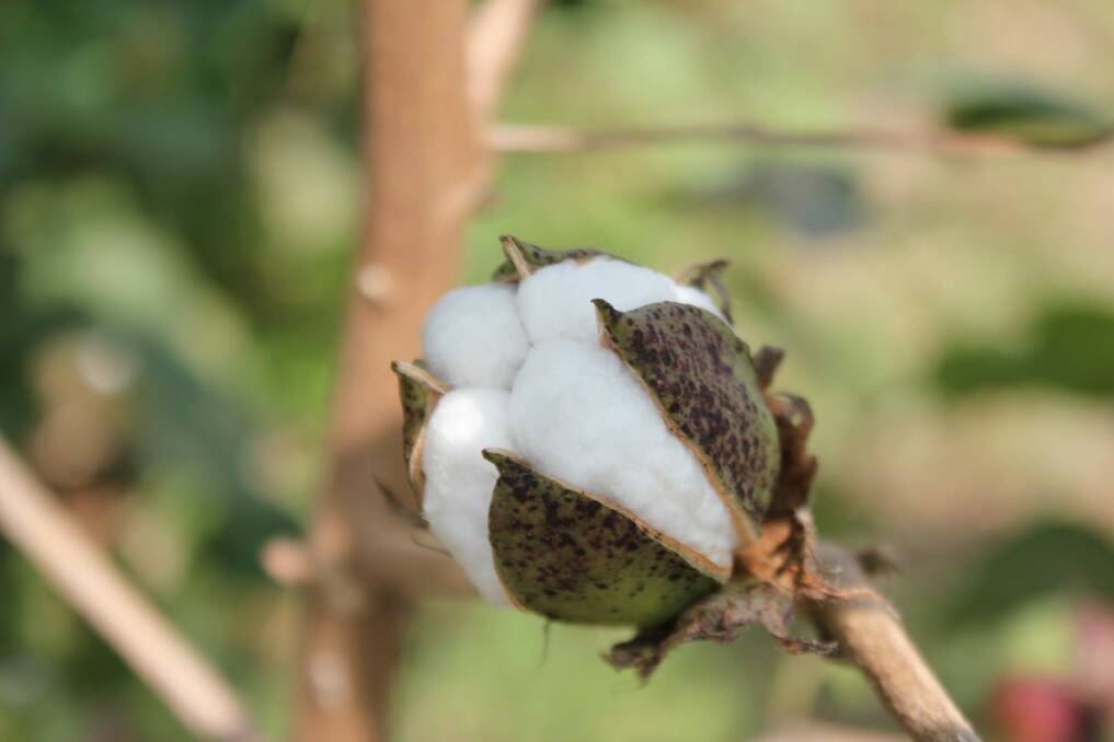 In Australia, 99 per cent of the cotton grown is GMO. Photo: Lucy Cormack