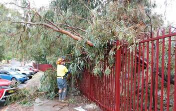 A tree down at Queanbeyan School where a mother and her child were injured. Photo: Benjamin Doherty
