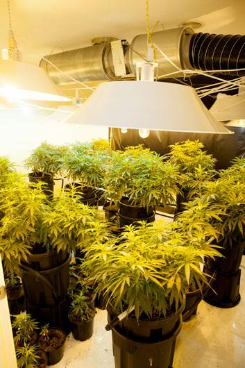 Police said they seized 98 plants from the home. Photo: ACT Policing
