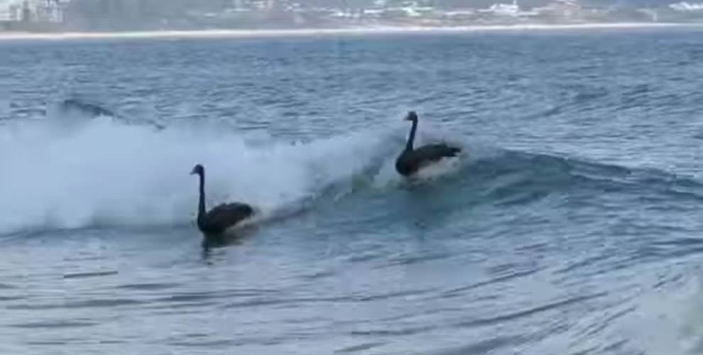 Black swans surfing at Kirra beach Photo: act\ian.warden