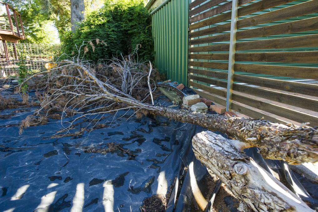 The branch that fell on the Lyneham couple's property. Photo: Dion Georgopoulos