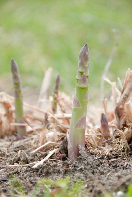 Asparagus garden bed. Photo: iStock