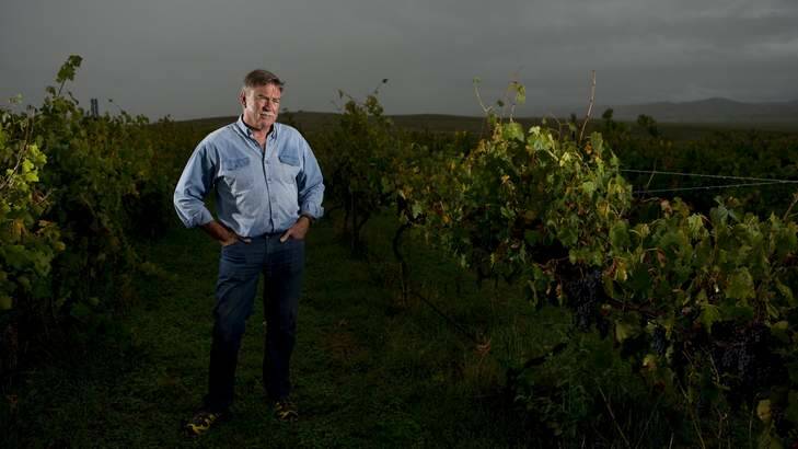 Winemaker John Leyshon and president of the Canberra and district winegrowers must decide whether to harvest or leave grape, damaged over summer in a prolonged heat wave. Photo: Jay Cronan