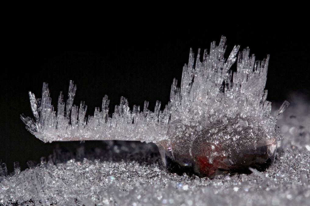 Complex and beautiful frost crystals have a unique beauty. No two are exactly alike, and they only exist for a fleeting moment of time. Photo: Tim Leach
