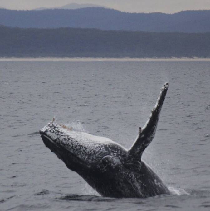 Simulacra corner: A breaching whale on the south coast. Photo: Cat Balou Cruises