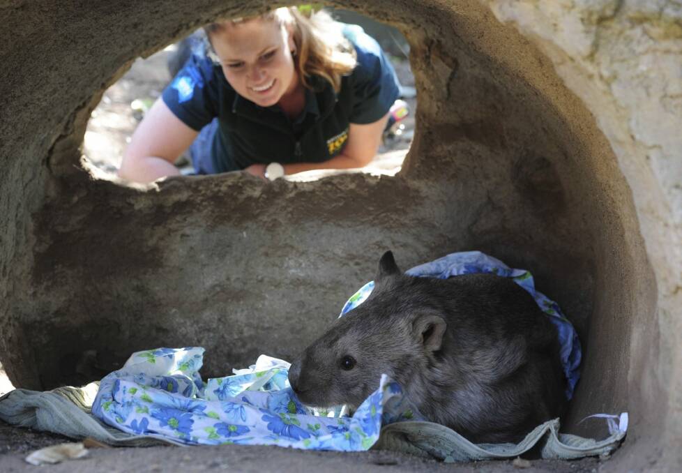 Winnie, the wombat, snuggles up with a blanket or two under the watchful eye of senior wildlife keeper Renee Osterloh. Photo: Graham Tidy