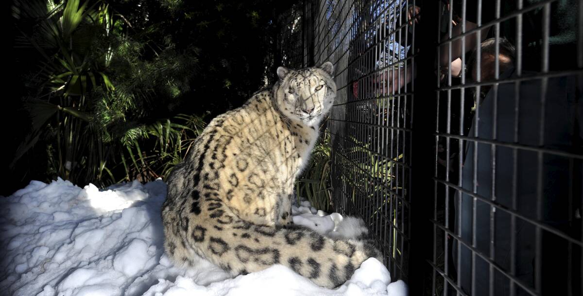 Sheva, in 2010, experiencing snow for the first time after it was shipped to the National Zoo and Aquarium from Perisher. Photo: Lannon Harley