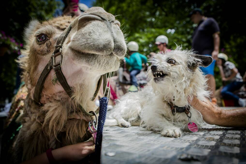 Sarah the Camel, with Topsy the Maltese shih tzu who spends a lot of time with the camels. Photo: Jamila Toderas