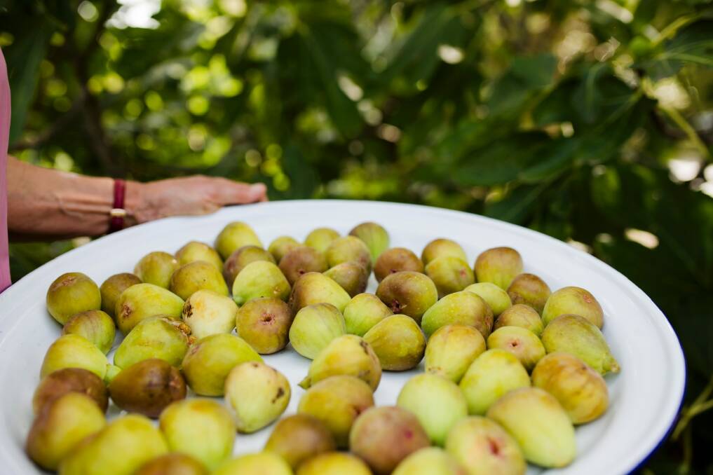 Harvested Brown Genoa figs. Photo: Jamila Toderas