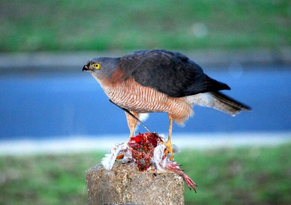 Jim Cottee saw and photographed this collared sparrowhawk butchering a crested pigeon that had been innocently feeding on berries (alas, the berries it has just consumed are very much in evidence in the picture) in a Lyneham garden.
