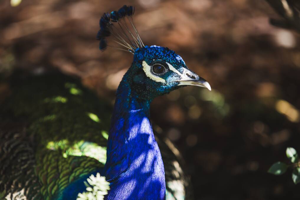 The Canberra peacocks move across both public and private property. Photo: Jamila Toderas