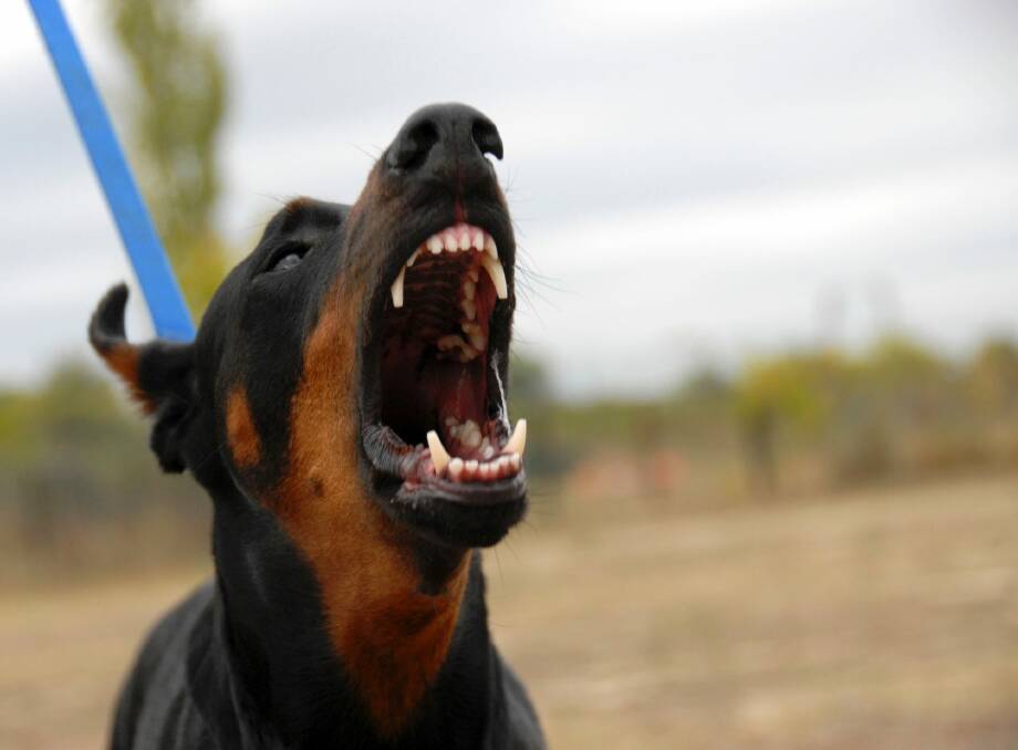 There were 155 dog attacks in Canberra last year.