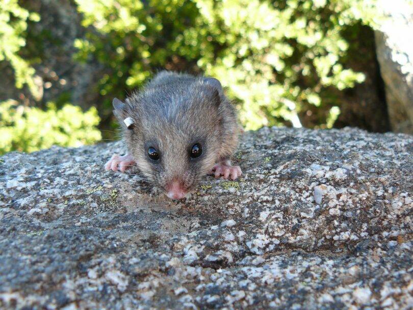 The mountain pygmy possum is the only Australian mammal that lives solely above the snow line. Photo: NSW NPWS