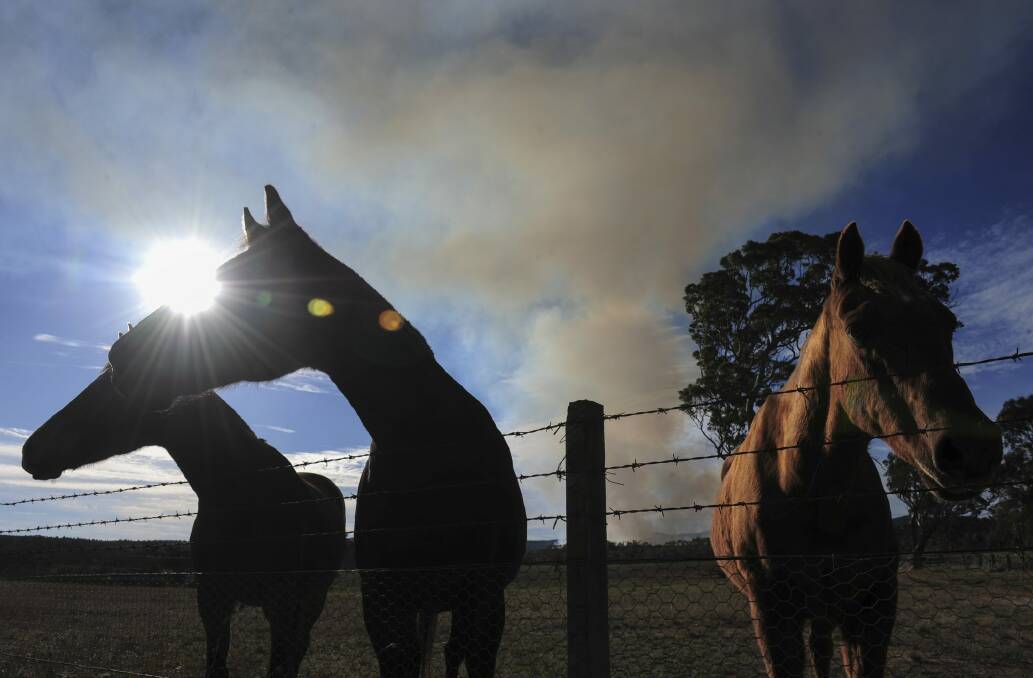 A hazard reduction burn in the Kowen Forest didn't seem to bother these horses on a property on the Kings Highway, just out of Queanbeyan, last year. Photo: Graham Tidy