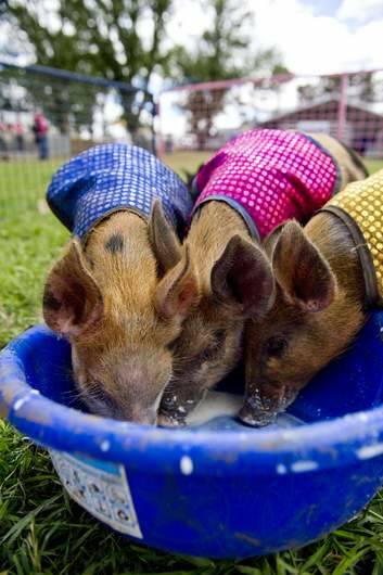 Racing piglets drinking some butter milk at the Canberra Show. Photo: Jay Cronan