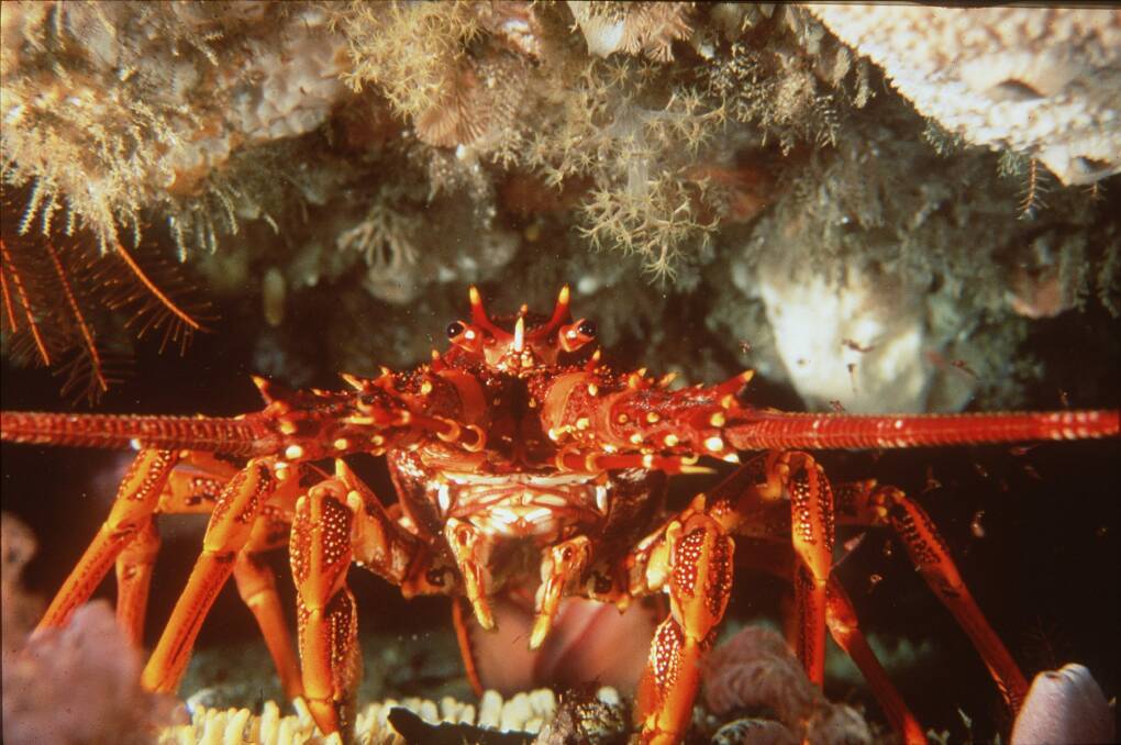 A southern rock lobster, found in the south-east Commonwealth Marine Reserves Network.