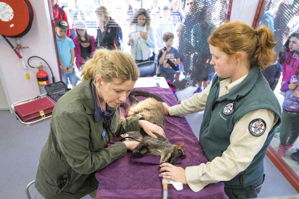 Children watch as veterinarian Dr Arianne Lowe listens to the heartbeat of a brush-tailed rock-wallaby as wildlife officer Hannah Waterhouse  looks on. Photo: Sitthixay Ditthavong