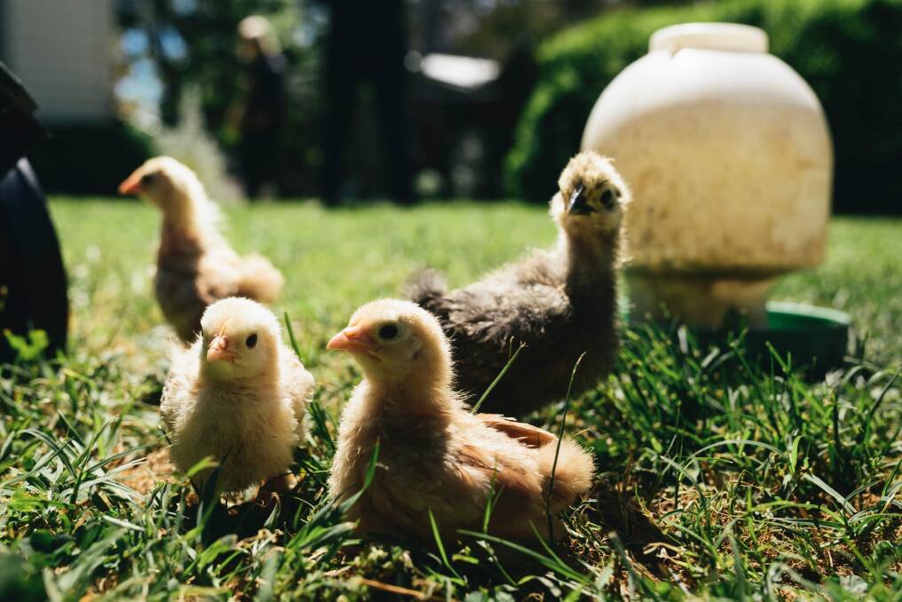 Silkie and Pekin chicks. Photo: Rohan Thomson