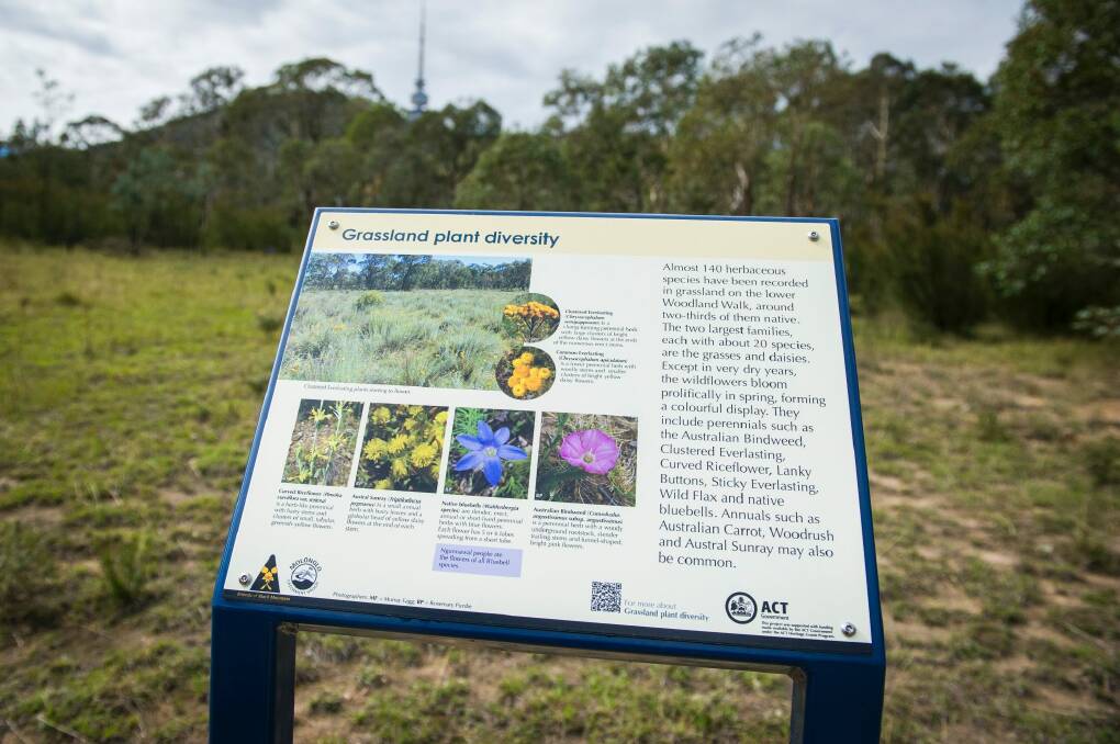 ACT Heritage Grant creates new interpretive signs and track markers on the Black Mountain woodland walk. Photo: Dion Georgopoulos
