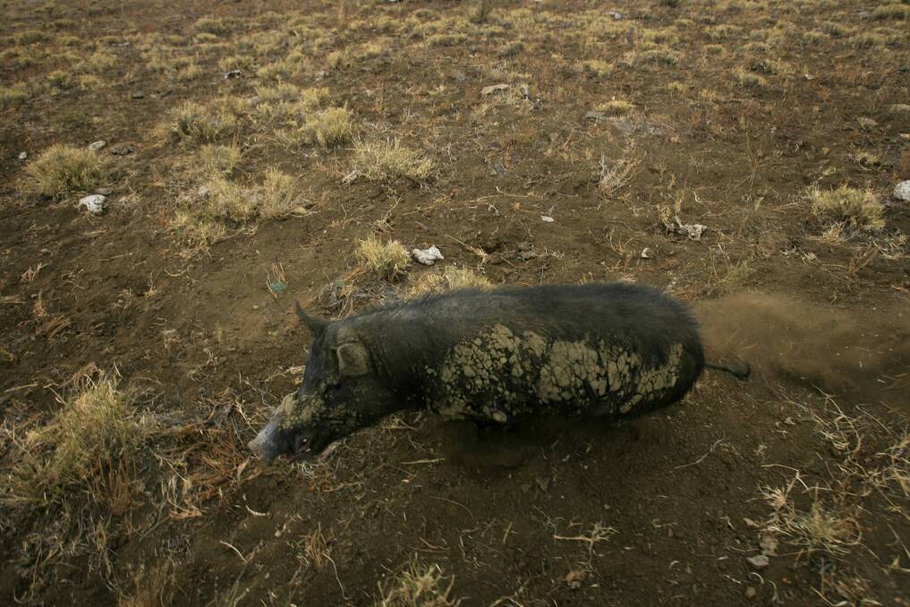 Three men were caught illegally hunting wild pigs in Namadgi. Photo: Andrew Meares