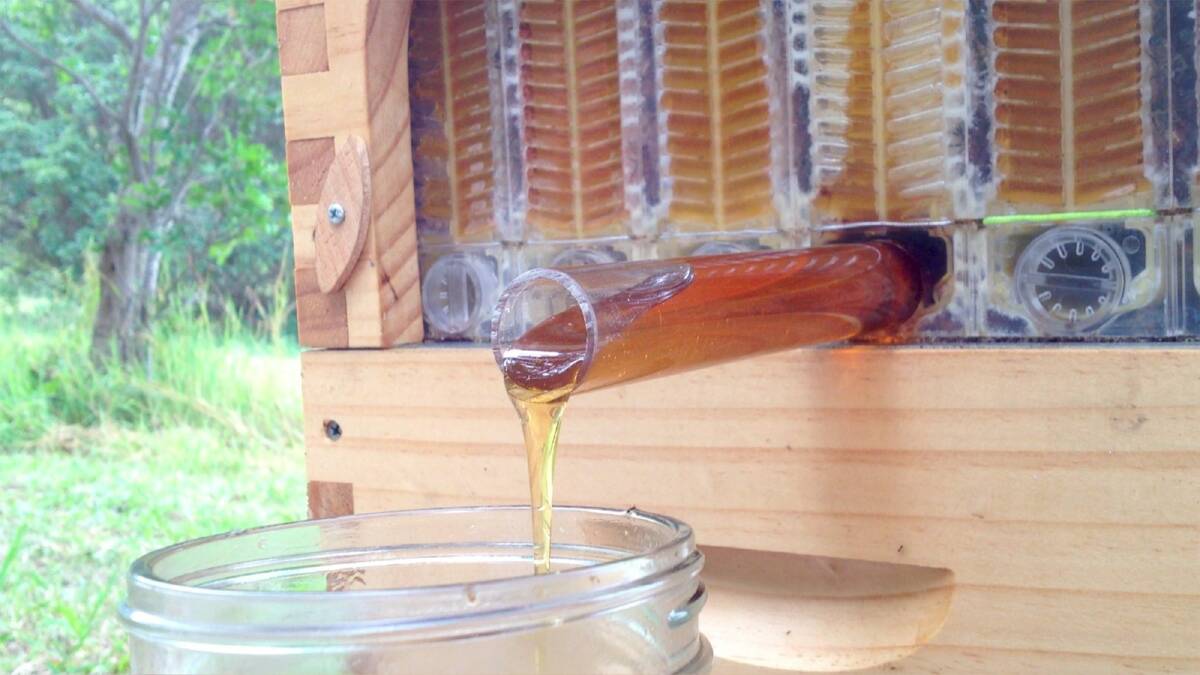 Honey flows from the Andersons' Flow Hive.  Photo: Elizabeth Milne