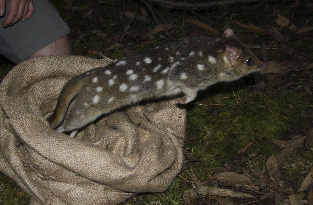 An eastern quoll. 