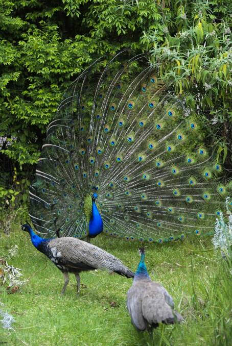 A peacock in Wylie Street, Narrabundah, showing off in front of two other peafowl. Photo: Graham Tidy