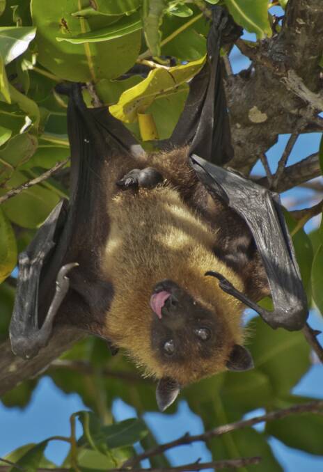 Fruit bats are relatively easily discouraged. Photo: Beth Wolff