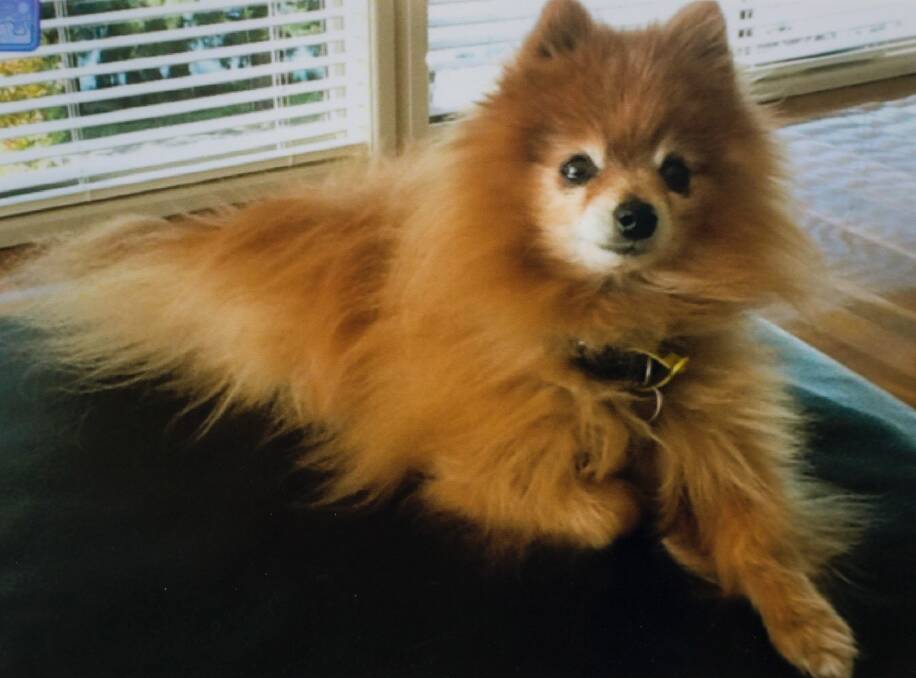 Peter and Maree Toscan's 13-year-old Pomeranian was killed after being savaged by three large dogs on a public footpath.  Photo: Supplied