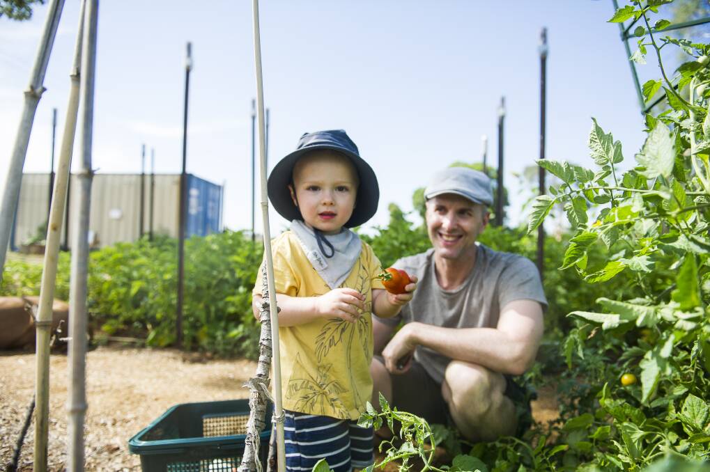 Calle Thornton, 2, helps out dad Alec Thornton at the Canberra City Farm in Fyshwick on Saturday. Photo: Dion Georgopoulos