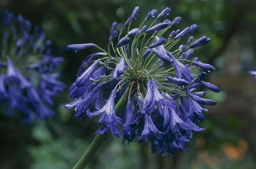 A blue Agapanthus. Photo: Gerry Angelos