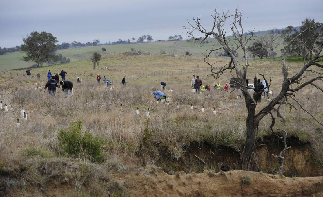 Greening Australia conducted a Whole of Paddock Rehabilitation event at Jeir near Murrumbateman for National Tree Day. Photo: Graham Tidy