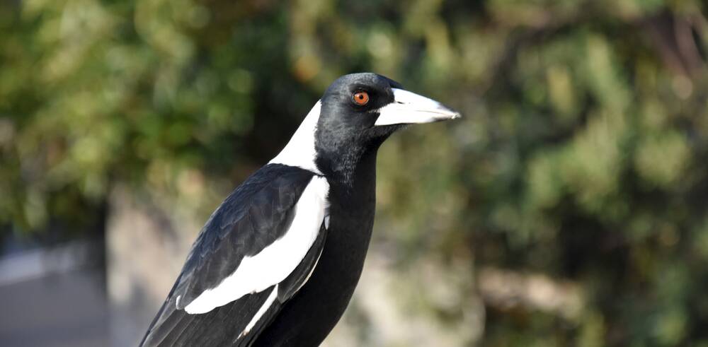 The magpie is an independent bird. Photo: Shutterstock